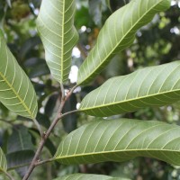 Artocarpus gomezianus Wall. ex Trécul